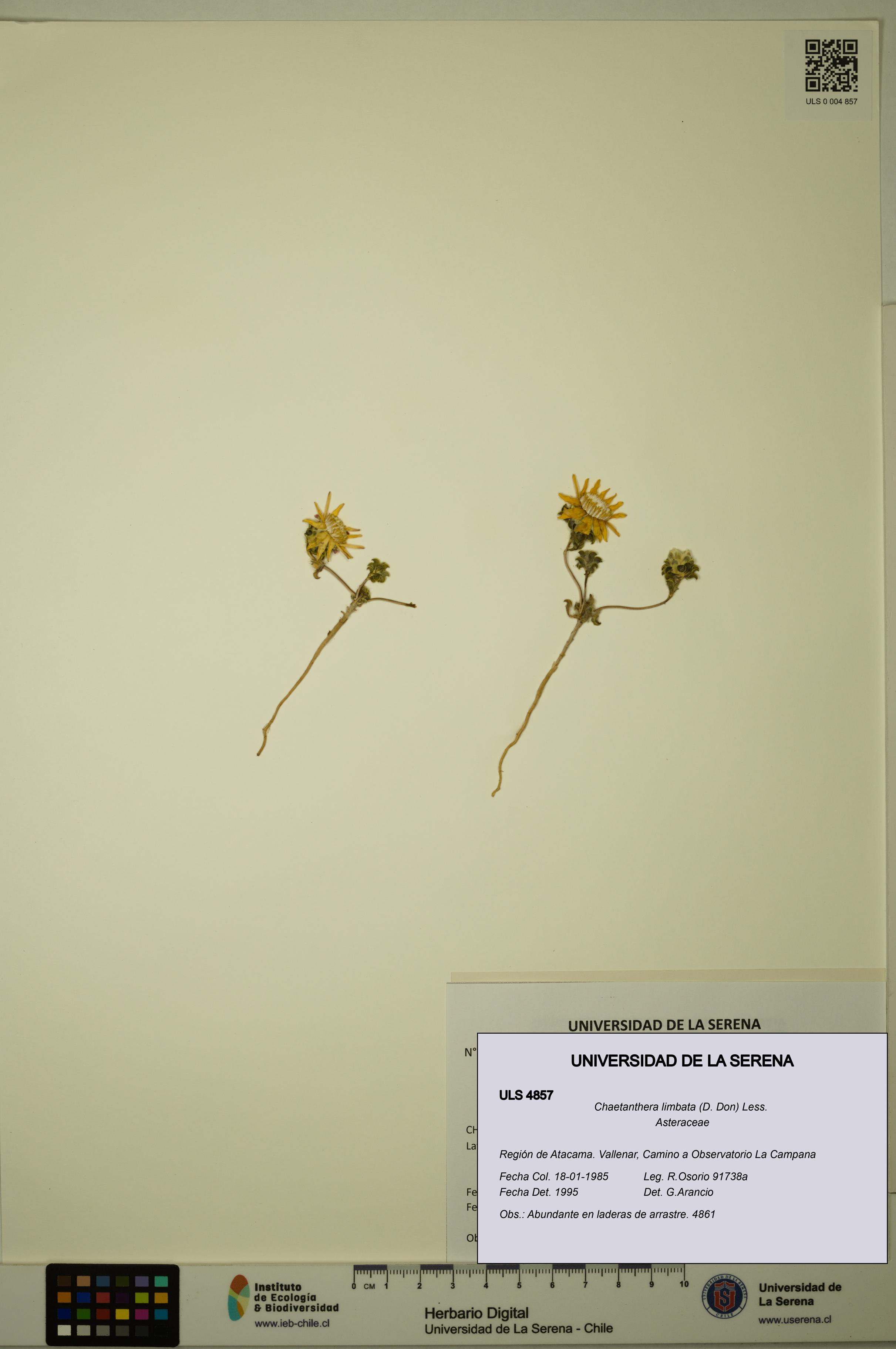 Chaetanthera limbata [Espécimen: ULS:ULS:0004857]
