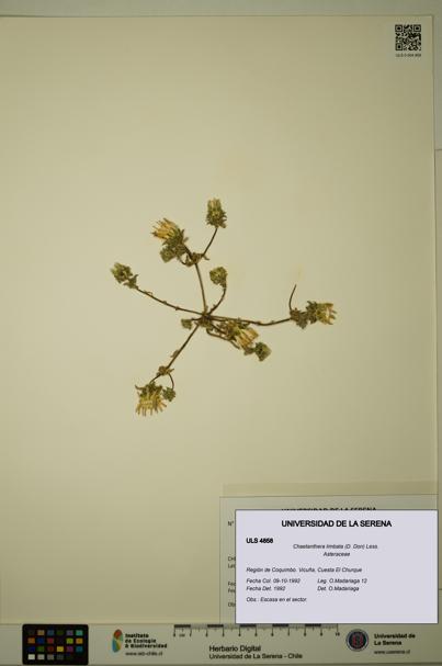 Chaetanthera limbata [Espécimen: ULS:ULS:0004858]
