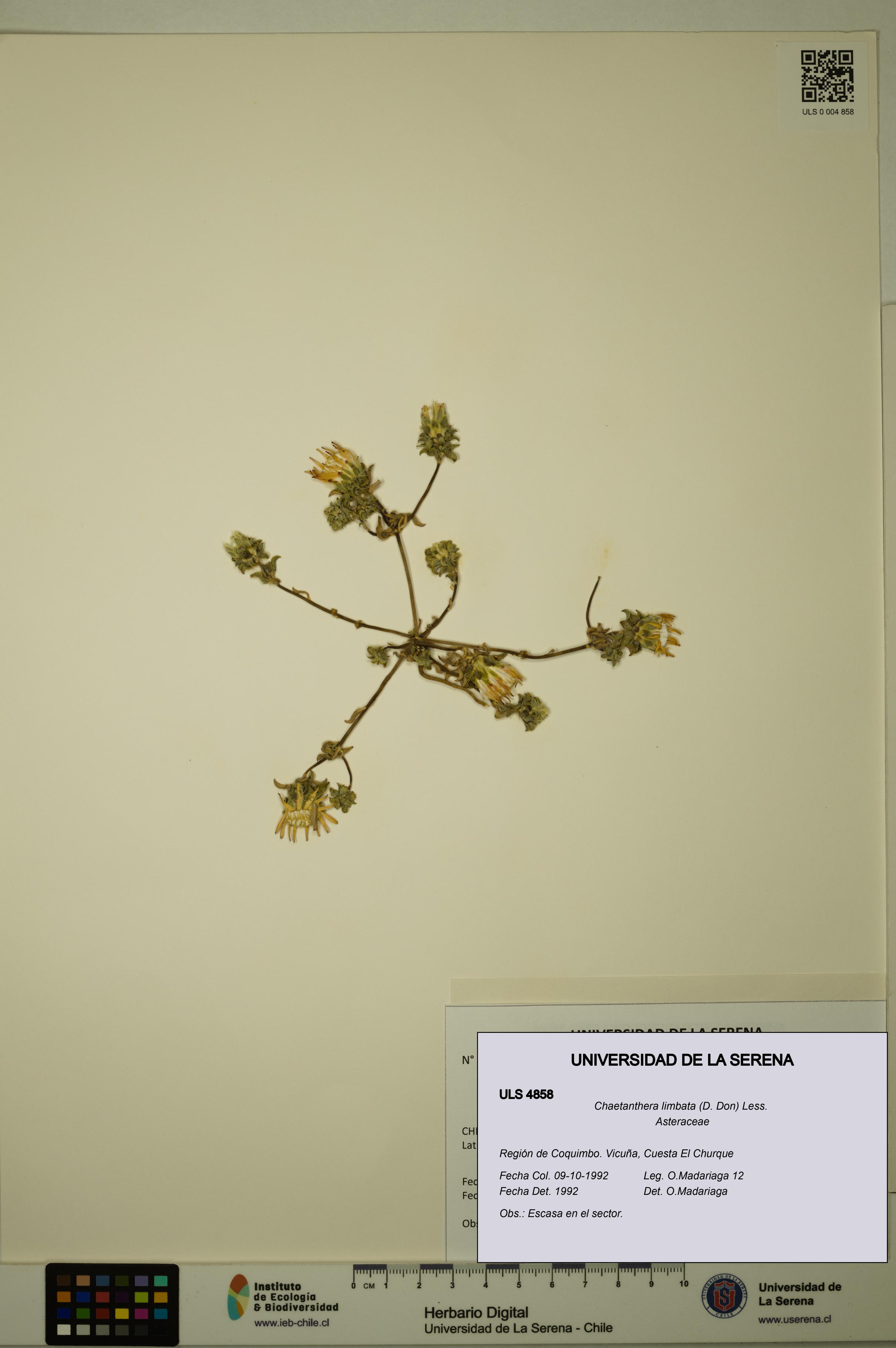 Chaetanthera limbata [Espécimen: ULS:ULS:0004858]