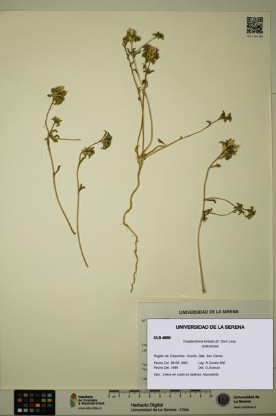 Chaetanthera limbata [Espécimen: ULS:ULS:0004859]
