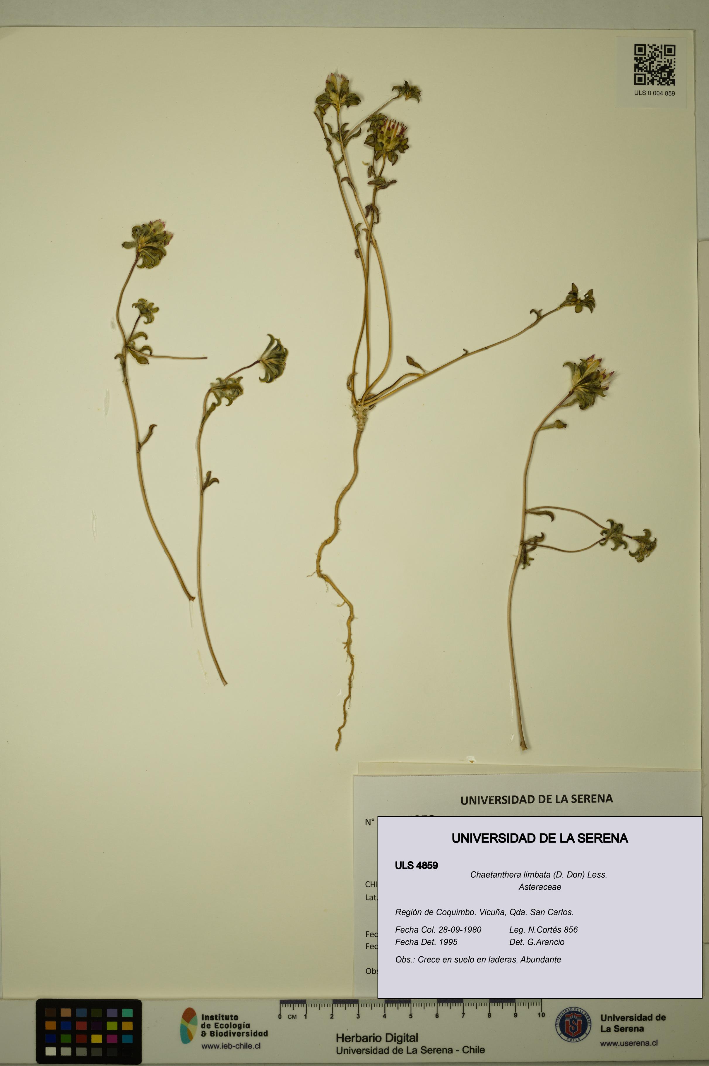 Chaetanthera limbata [Espécimen: ULS:ULS:0004859]