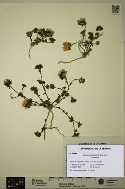 Chaetanthera limbata [Espécimen: ULS:ULS:0004860]