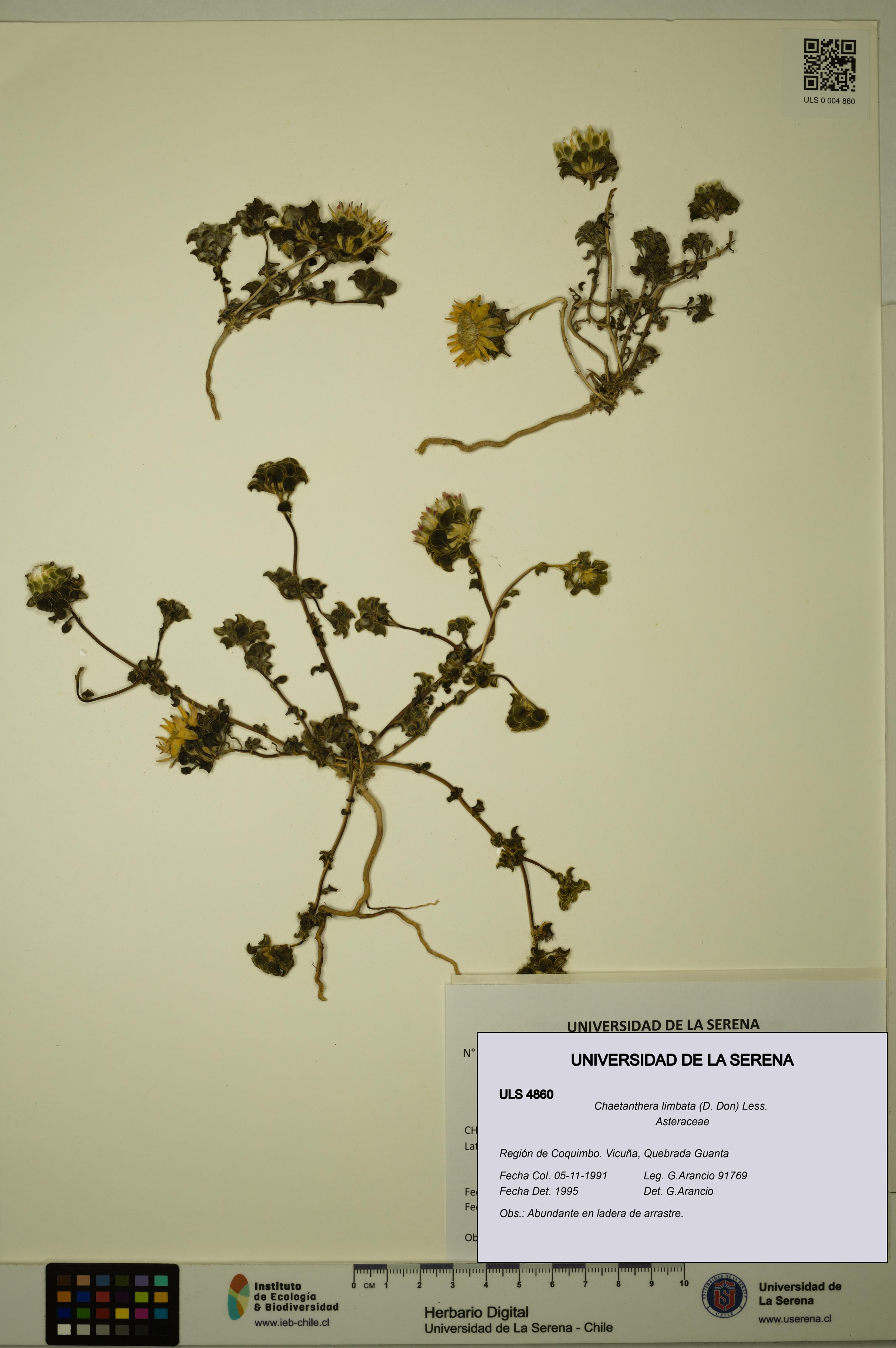 Chaetanthera limbata [Espécimen: ULS:ULS:0004860]