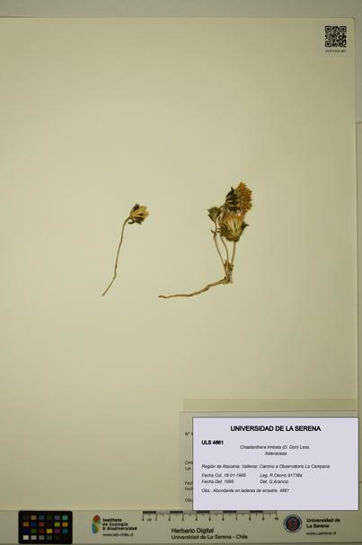 Chaetanthera limbata [Espécimen: ULS:ULS:0004861]