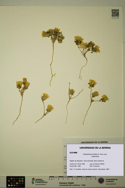 Chaetanthera limbata [Espécimen: ULS:ULS:0004862]