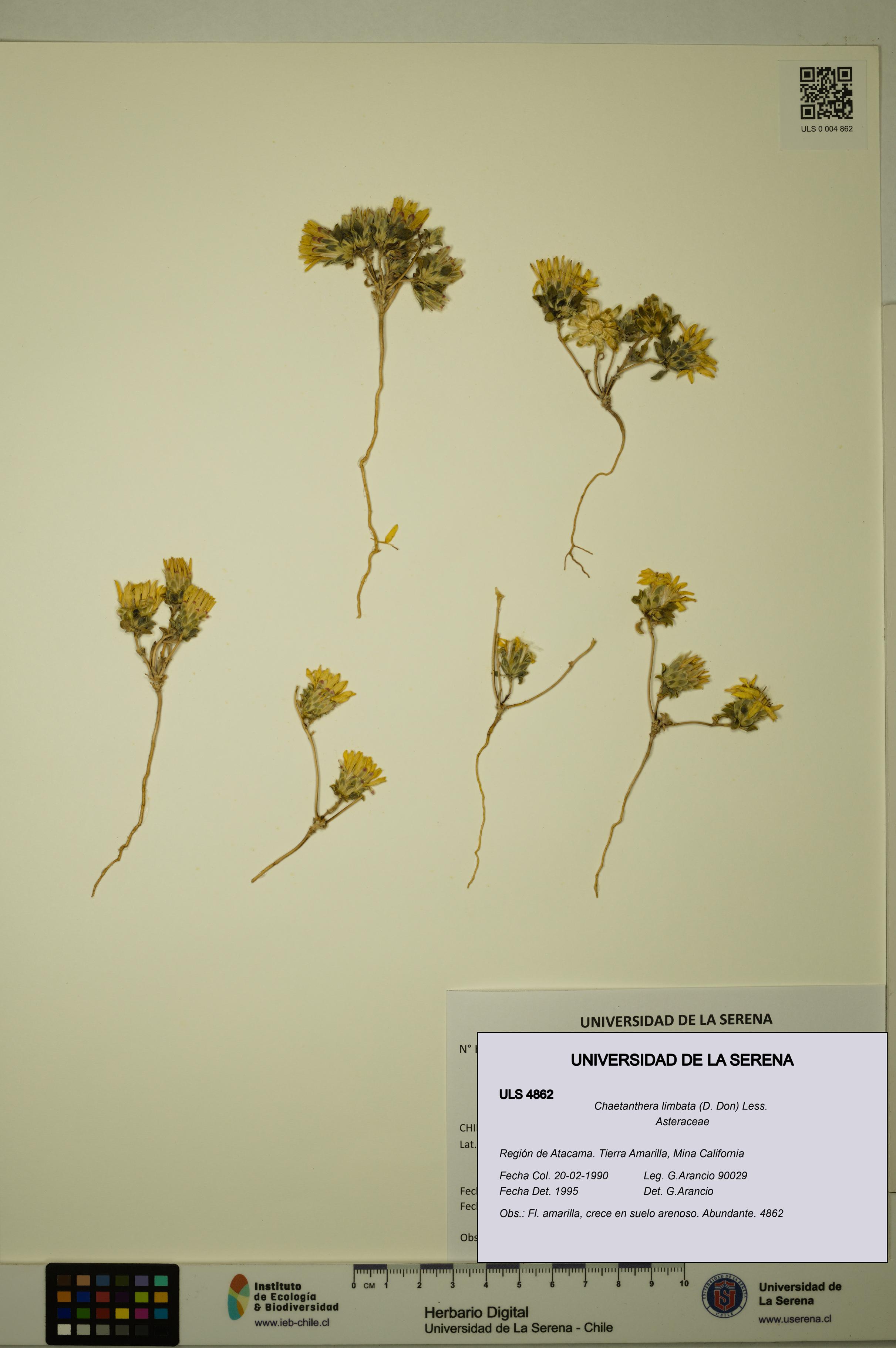 Chaetanthera limbata [Espécimen: ULS:ULS:0004862]