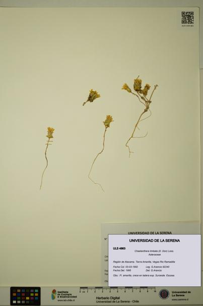 Chaetanthera limbata [Espécimen: ULS:ULS:0004863]