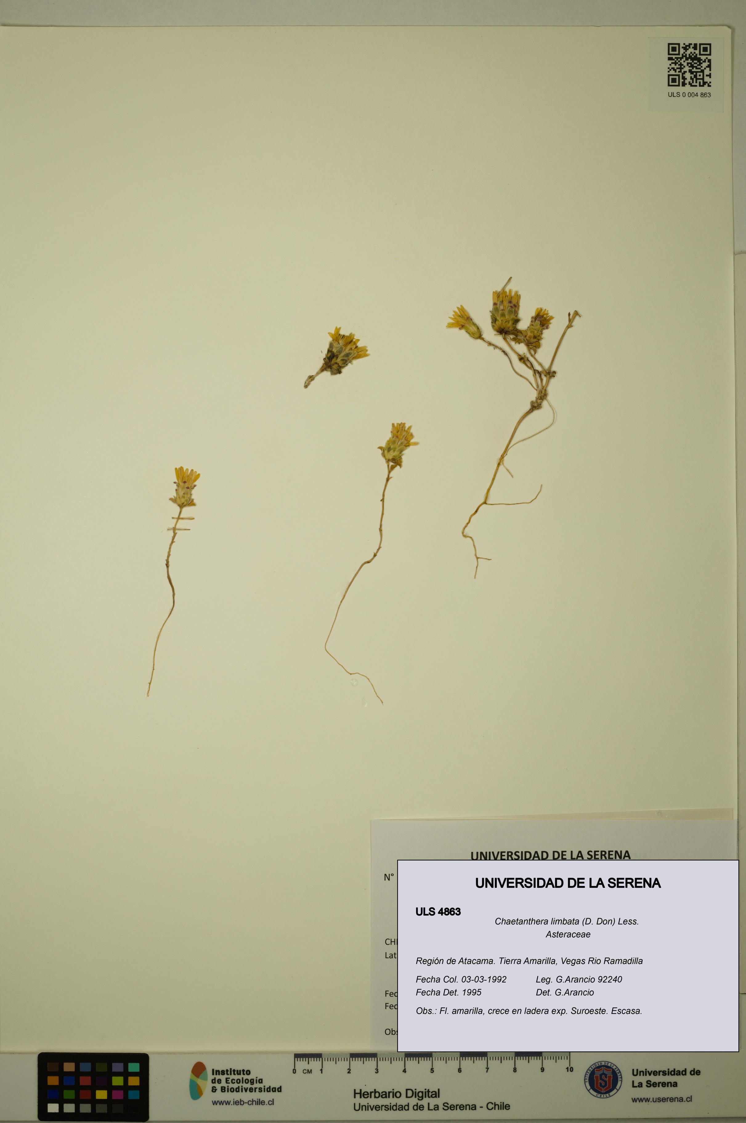 Chaetanthera limbata [Espécimen: ULS:ULS:0004863]