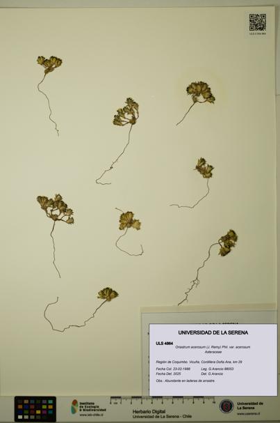 Oriastrum acerosum var. acerosum [Espécimen: ULS:ULS:0004864]
