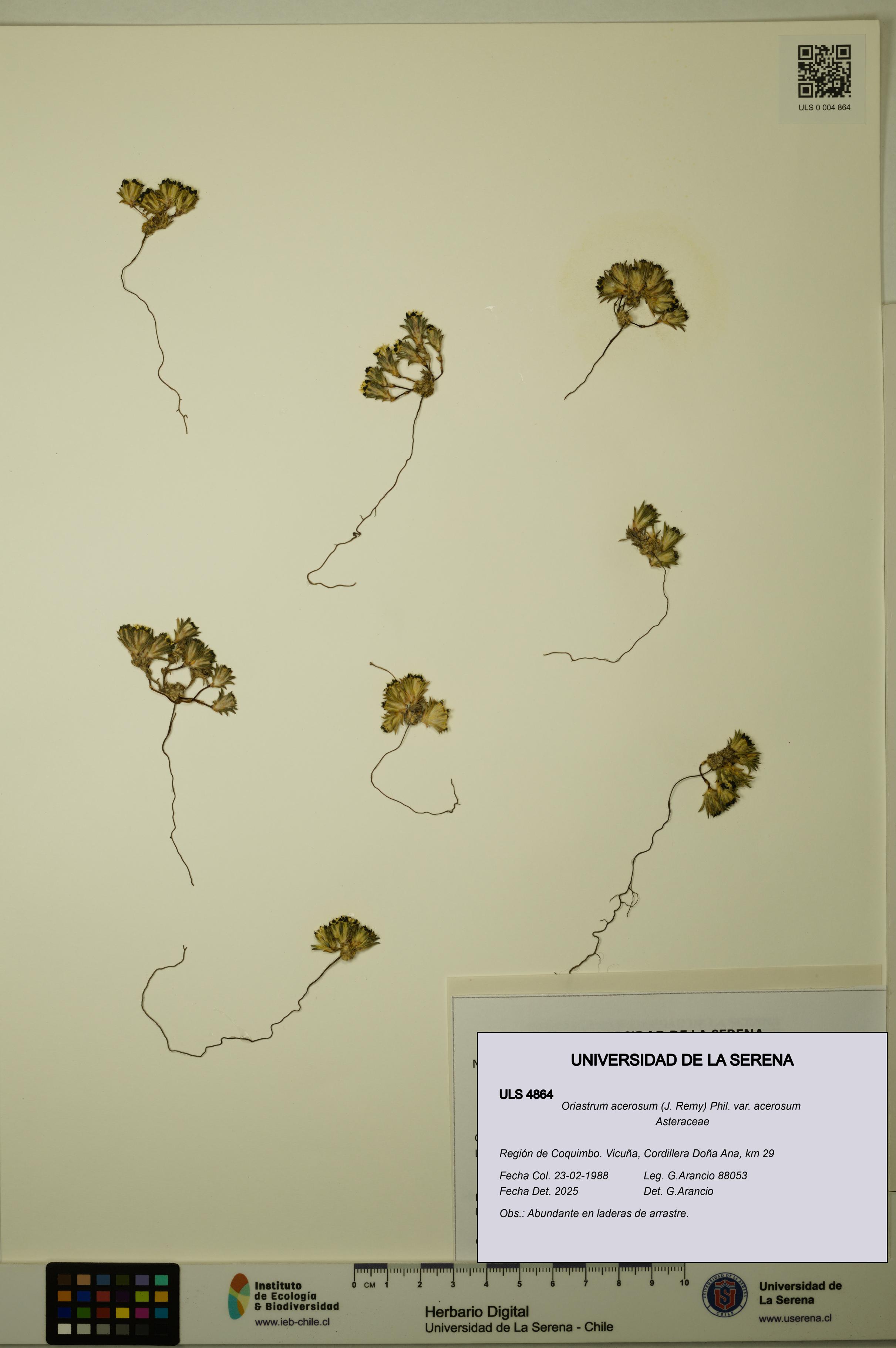 Oriastrum acerosum var. acerosum [Espécimen: ULS:ULS:0004864]