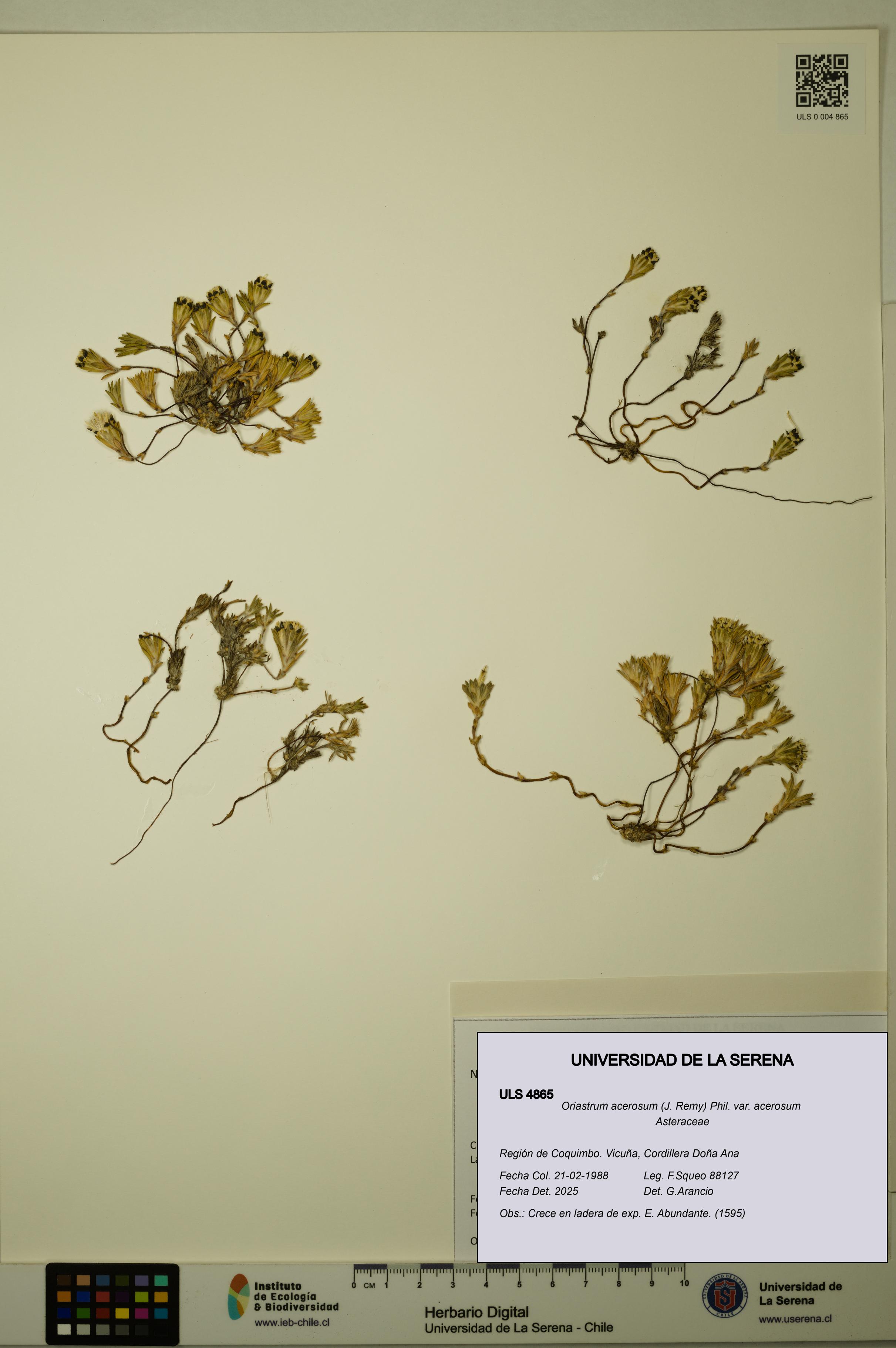 Oriastrum acerosum var. acerosum [Espécimen: ULS:ULS:0004865]