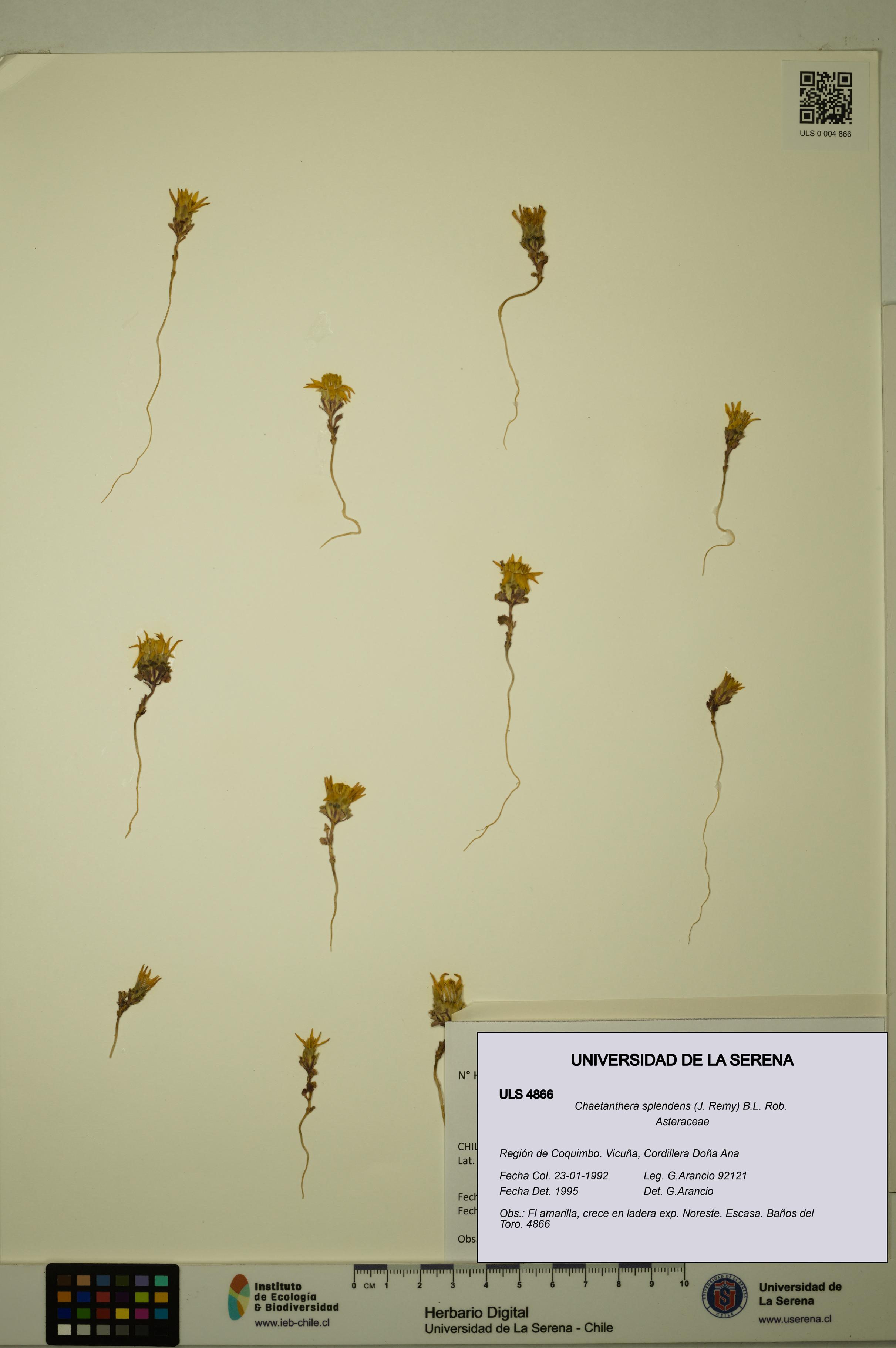 Chaetanthera splendens [Espécimen: ULS:ULS:0004866]