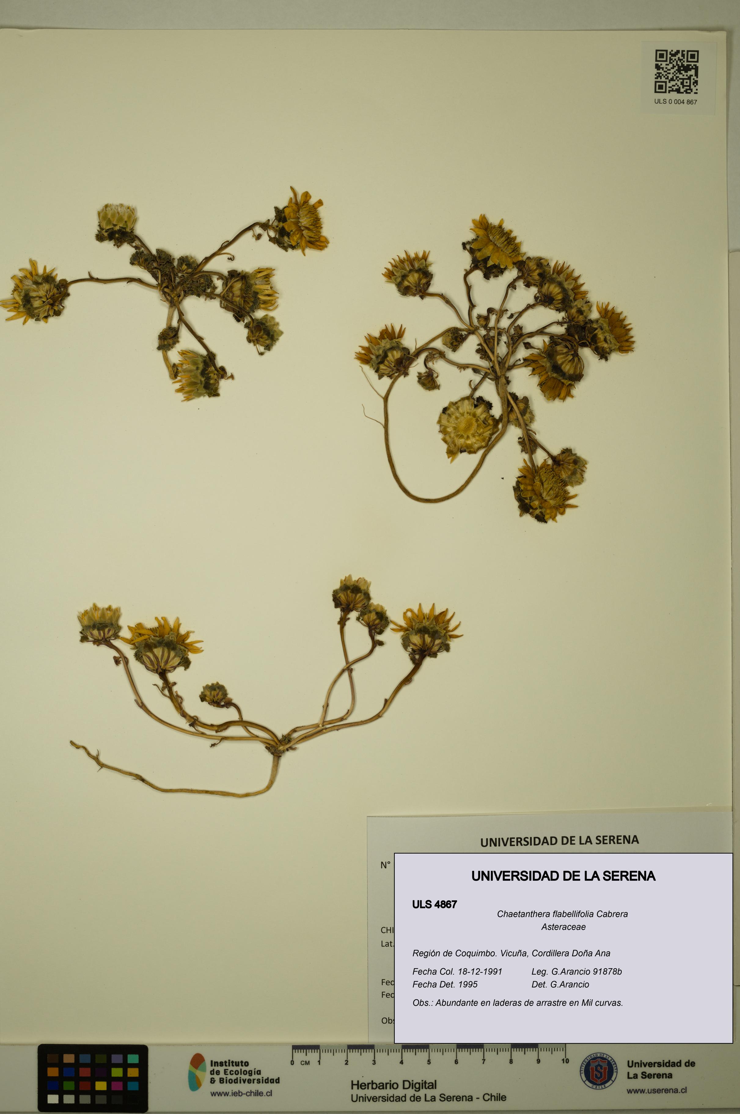 Chaetanthera flabellifolia [Espécimen: ULS:ULS:0004867]