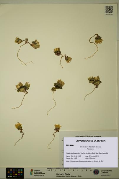 Chaetanthera flabellifolia [Espécimen: ULS:ULS:0004868]