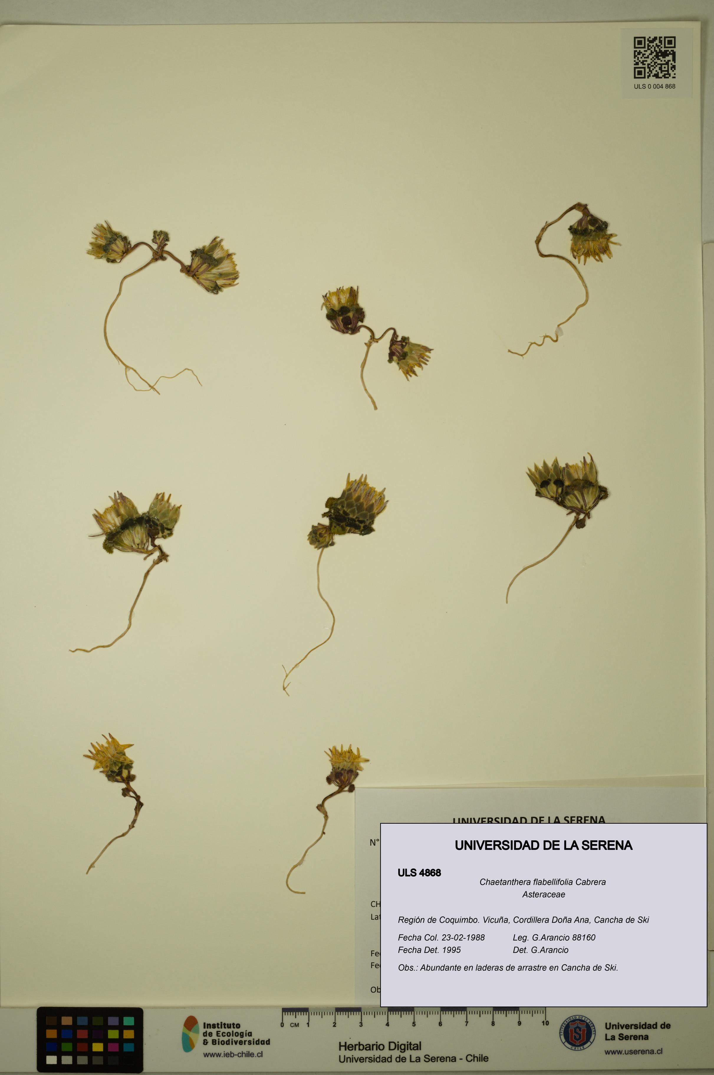 Chaetanthera flabellifolia [Espécimen: ULS:ULS:0004868]