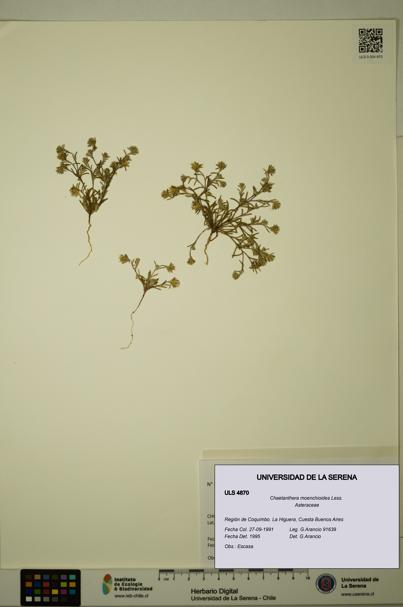 Chaetanthera moenchioides [Espécimen: ULS:ULS:0004870]