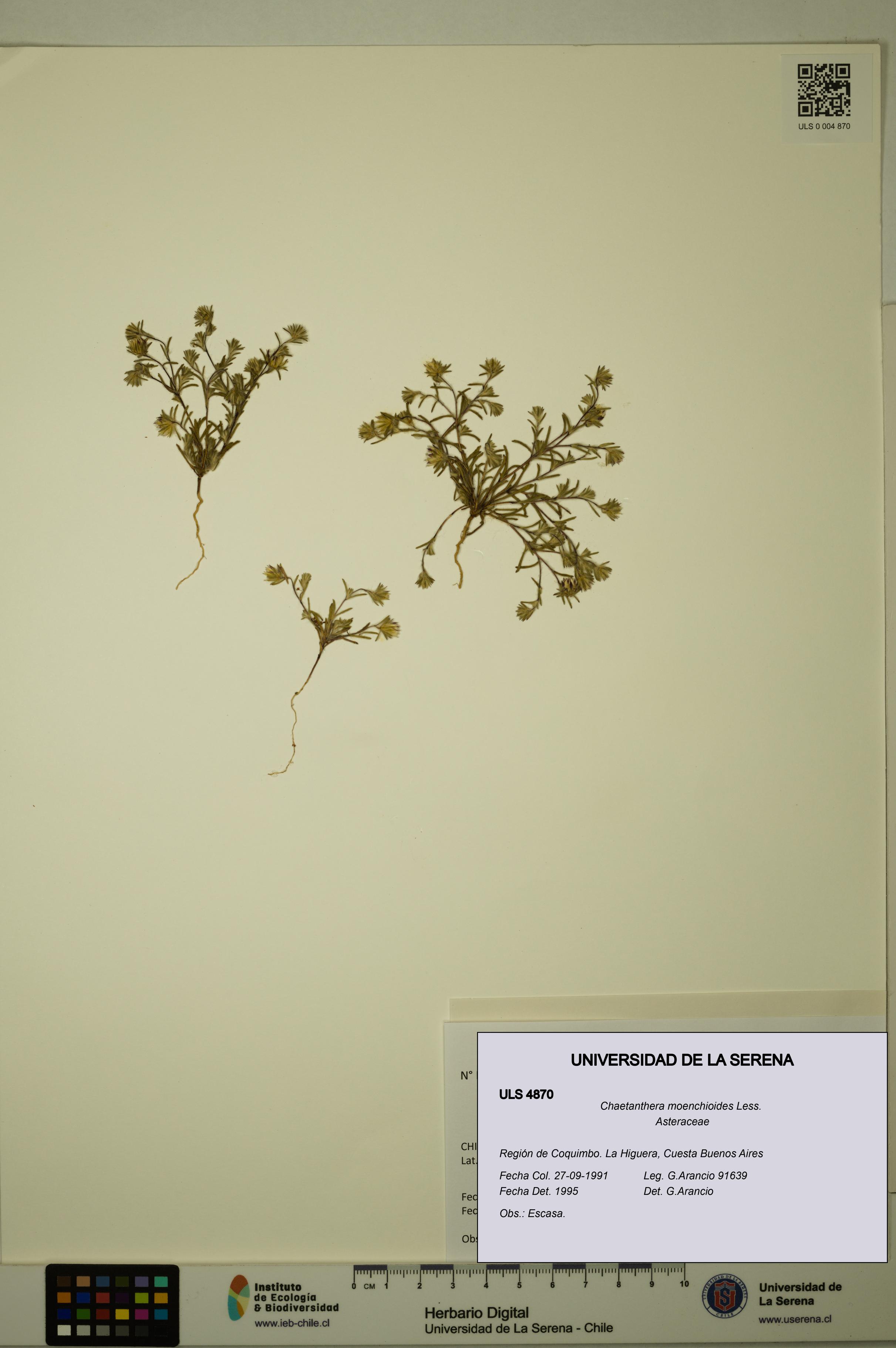 Chaetanthera moenchioides [Espécimen: ULS:ULS:0004870]