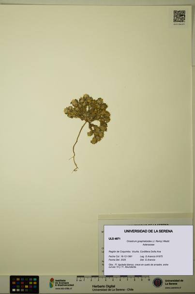 Oriastrum gnaphalioides [Espécimen: ULS:ULS:0004871]