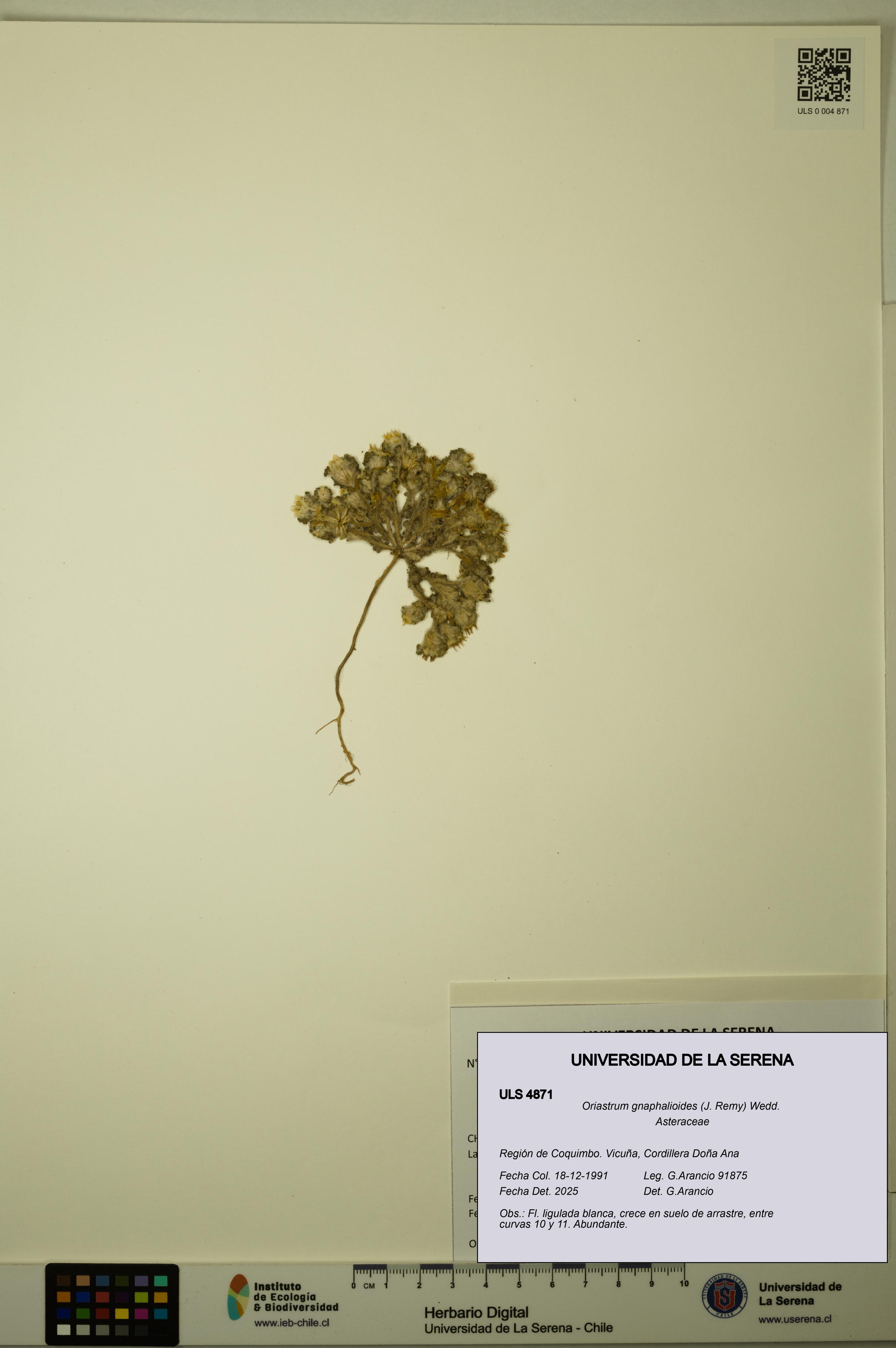 Oriastrum gnaphalioides [Espécimen: ULS:ULS:0004871]