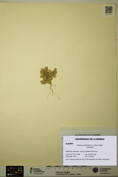 Oriastrum gnaphalioides [Espécimen: ULS:ULS:0004873]