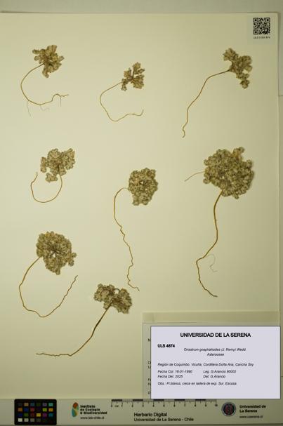 Oriastrum gnaphalioides [Espécimen: ULS:ULS:0004874]