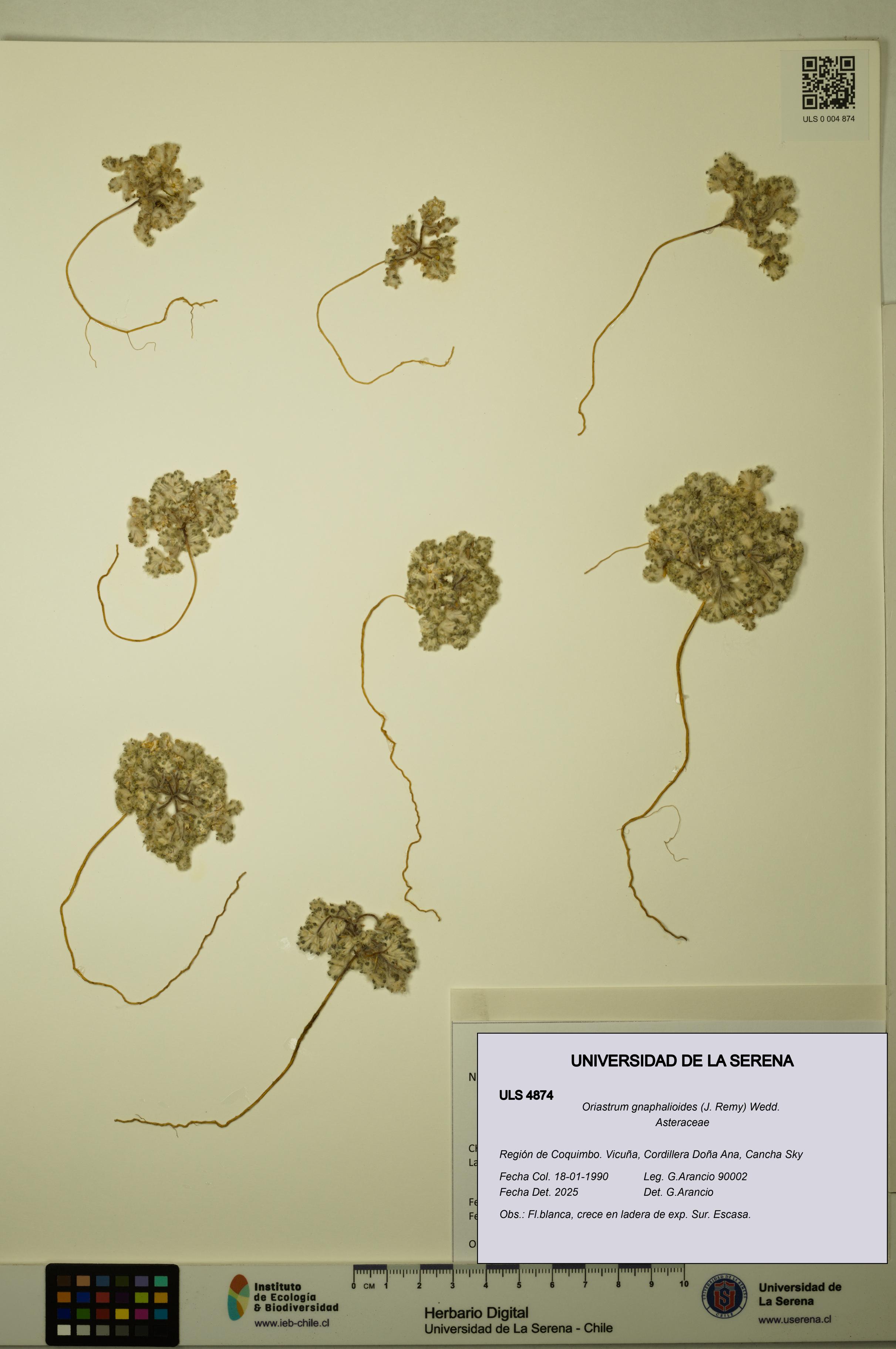 Oriastrum gnaphalioides [Espécimen: ULS:ULS:0004874]