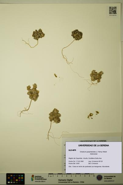 Oriastrum gnaphalioides [Espécimen: ULS:ULS:0004875]