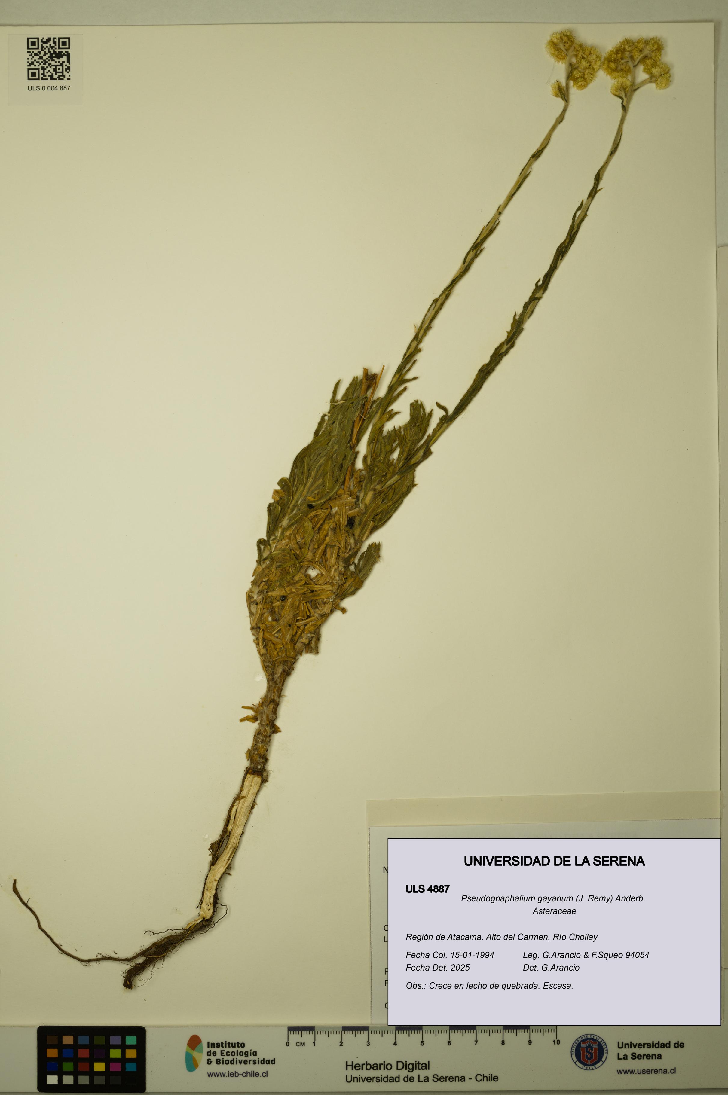 Pseudognaphalium gayanum [Espécimen: ULS:ULS:0004887]