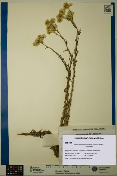 Pseudognaphalium gayanum [Espécimen: ULS:ULS:0004888]