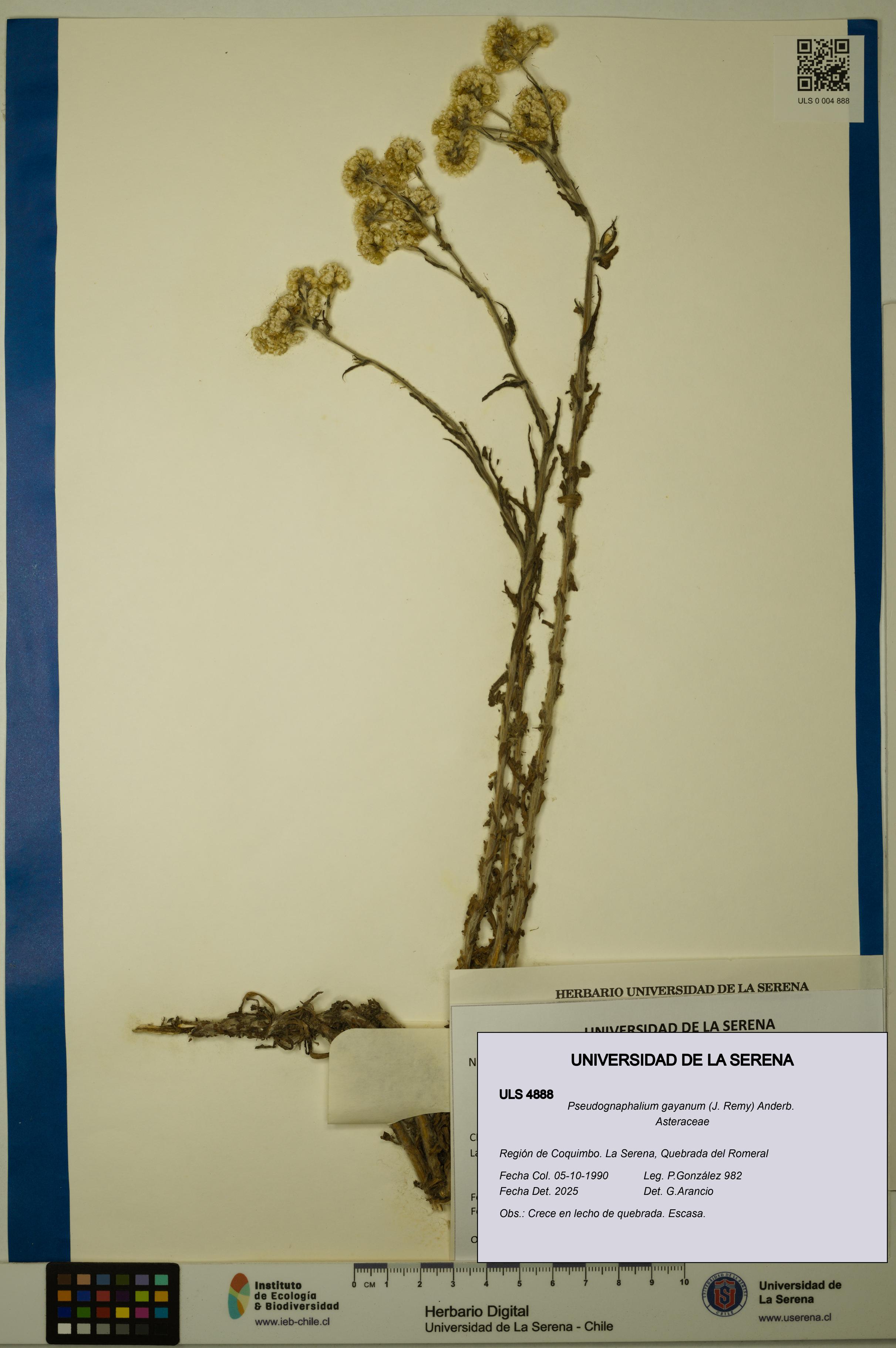 Pseudognaphalium gayanum [Espécimen: ULS:ULS:0004888]