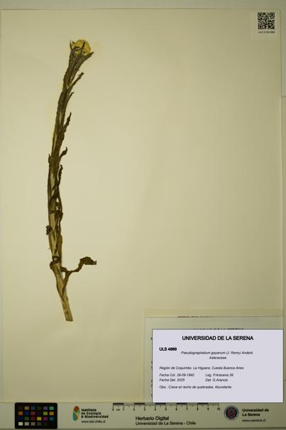 Pseudognaphalium gayanum [Espécimen: ULS:ULS:0004889]