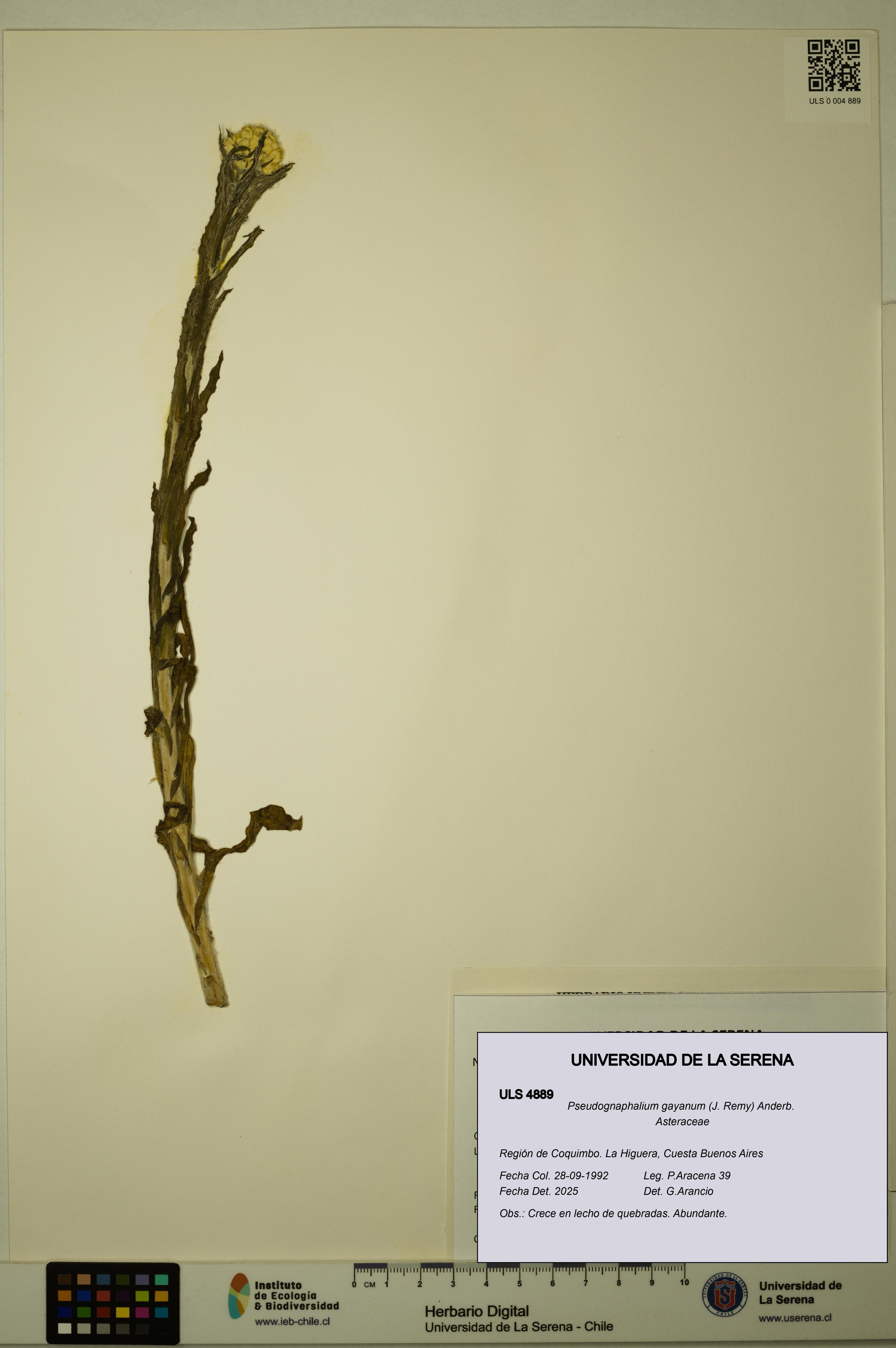 Pseudognaphalium gayanum [Espécimen: ULS:ULS:0004889]