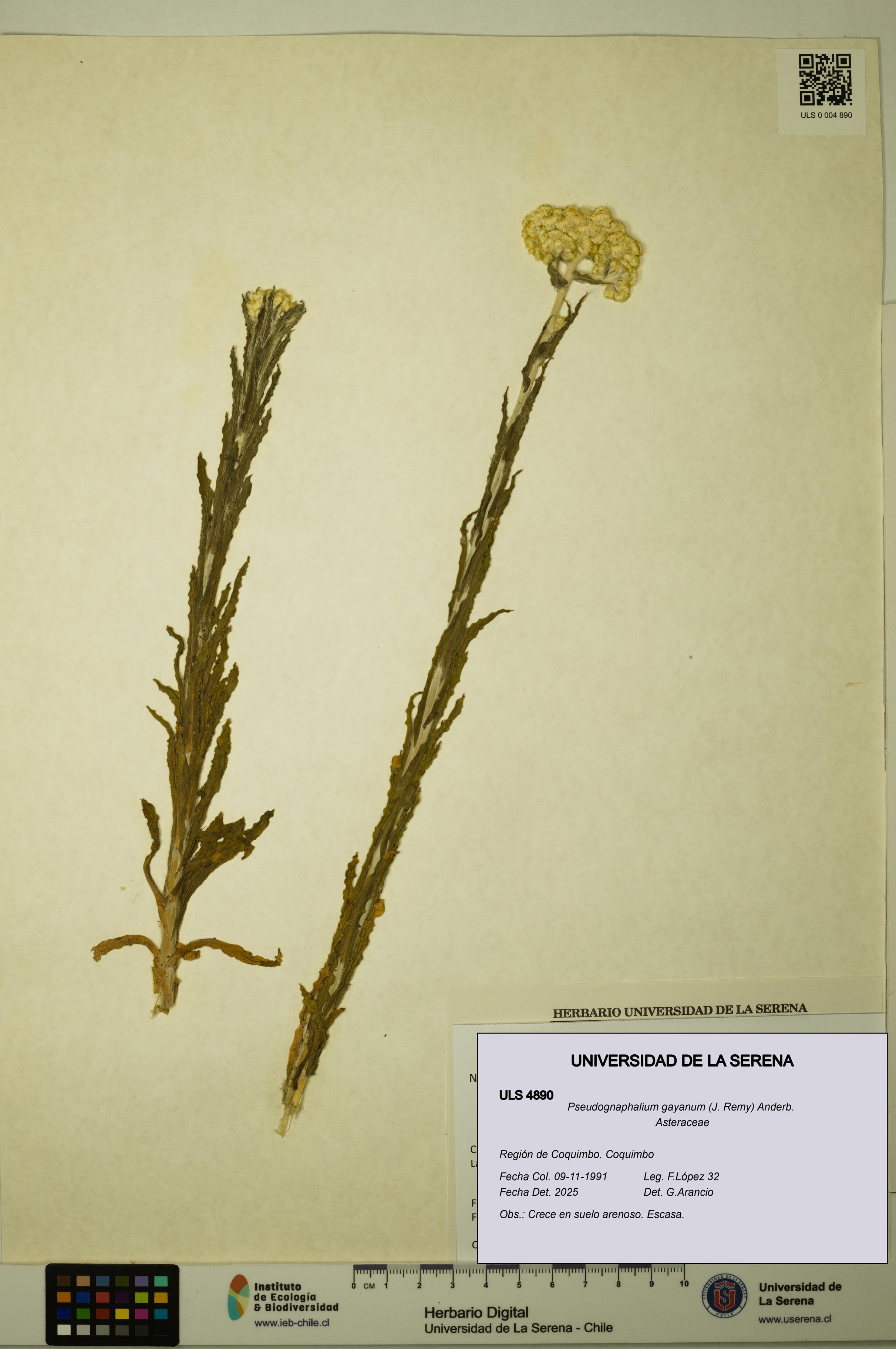 Pseudognaphalium gayanum [Espécimen: ULS:ULS:0004890]