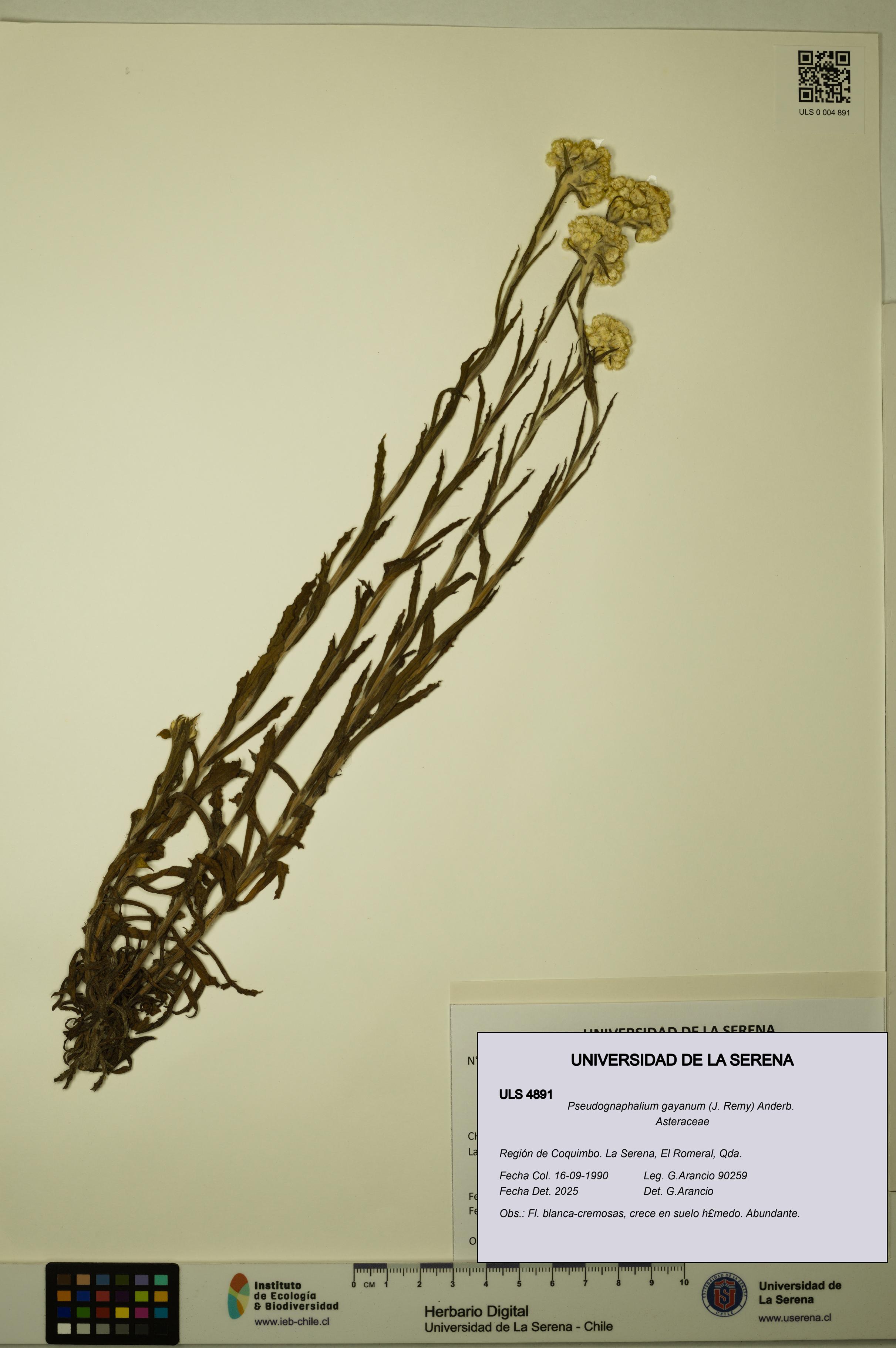 Pseudognaphalium gayanum [Espécimen: ULS:ULS:0004891]