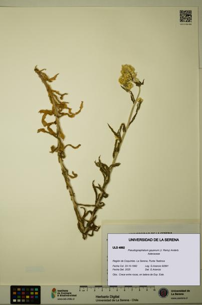 Pseudognaphalium gayanum [Espécimen: ULS:ULS:0004892]