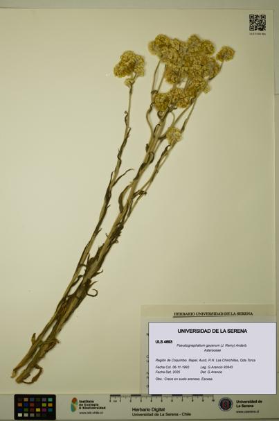 Pseudognaphalium gayanum [Espécimen: ULS:ULS:0004893]