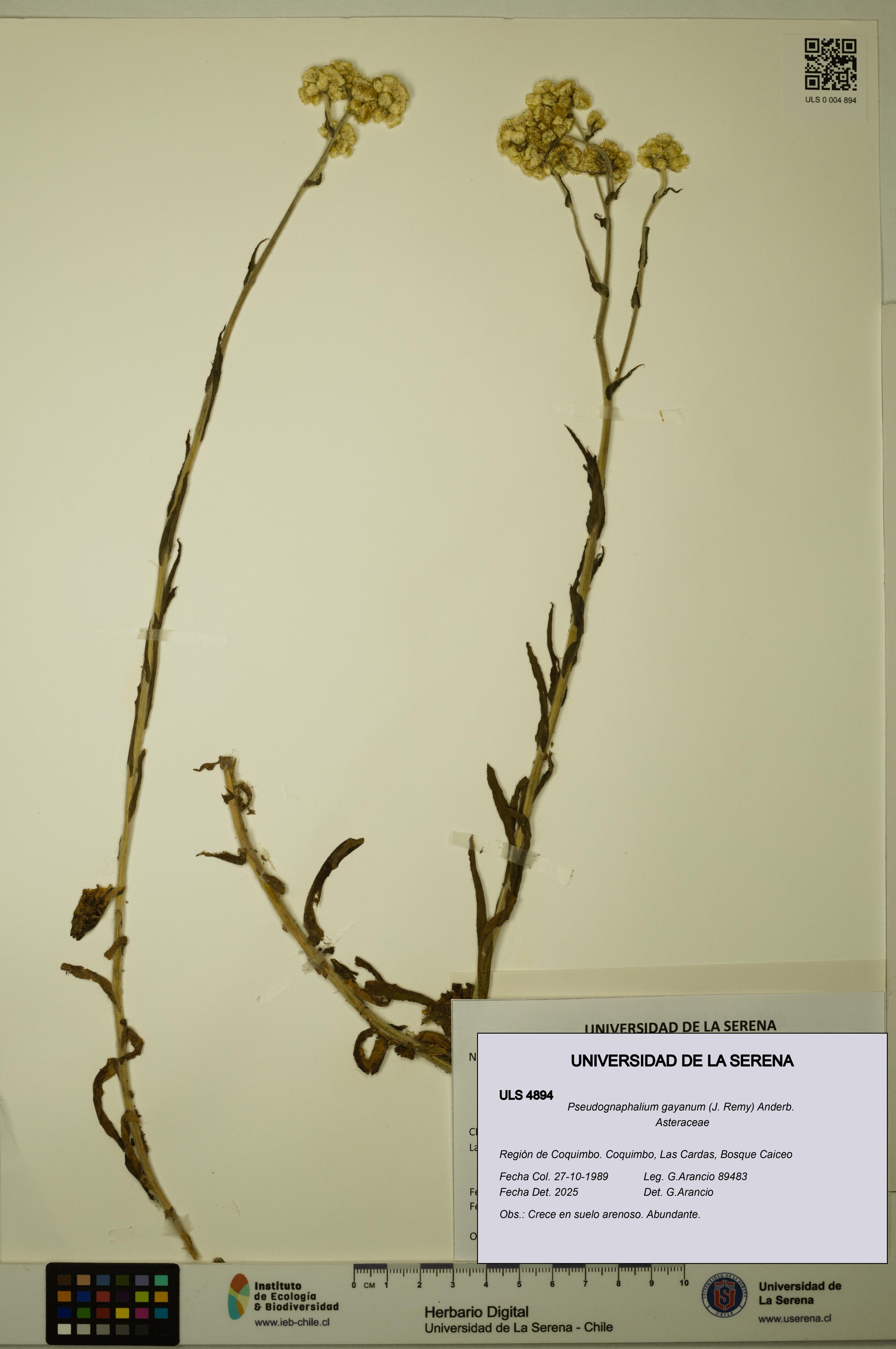 Pseudognaphalium gayanum [Espécimen: ULS:ULS:0004894]