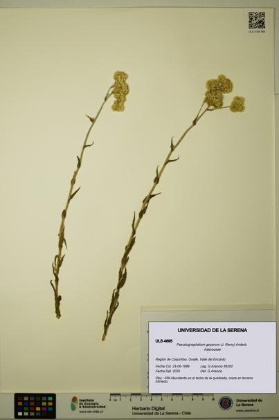 Pseudognaphalium gayanum [Espécimen: ULS:ULS:0004895]