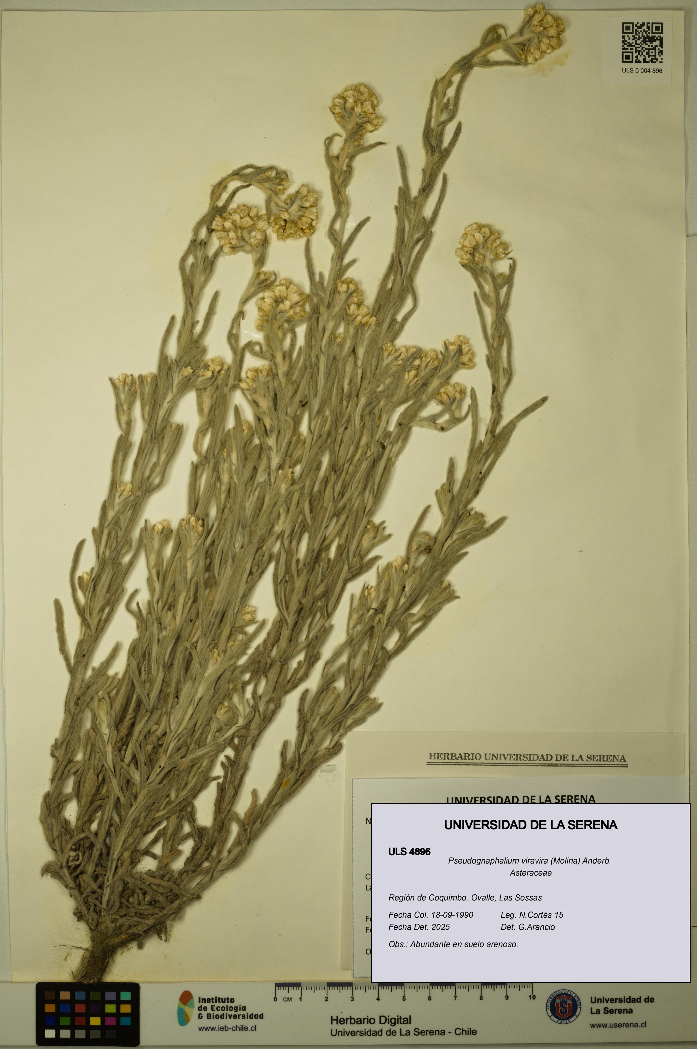 Pseudognaphalium viravira [Espécimen: ULS:ULS:0004896]