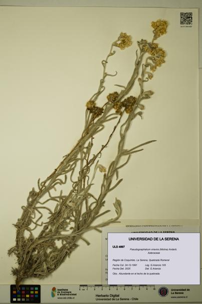 Pseudognaphalium viravira [Espécimen: ULS:ULS:0004897]