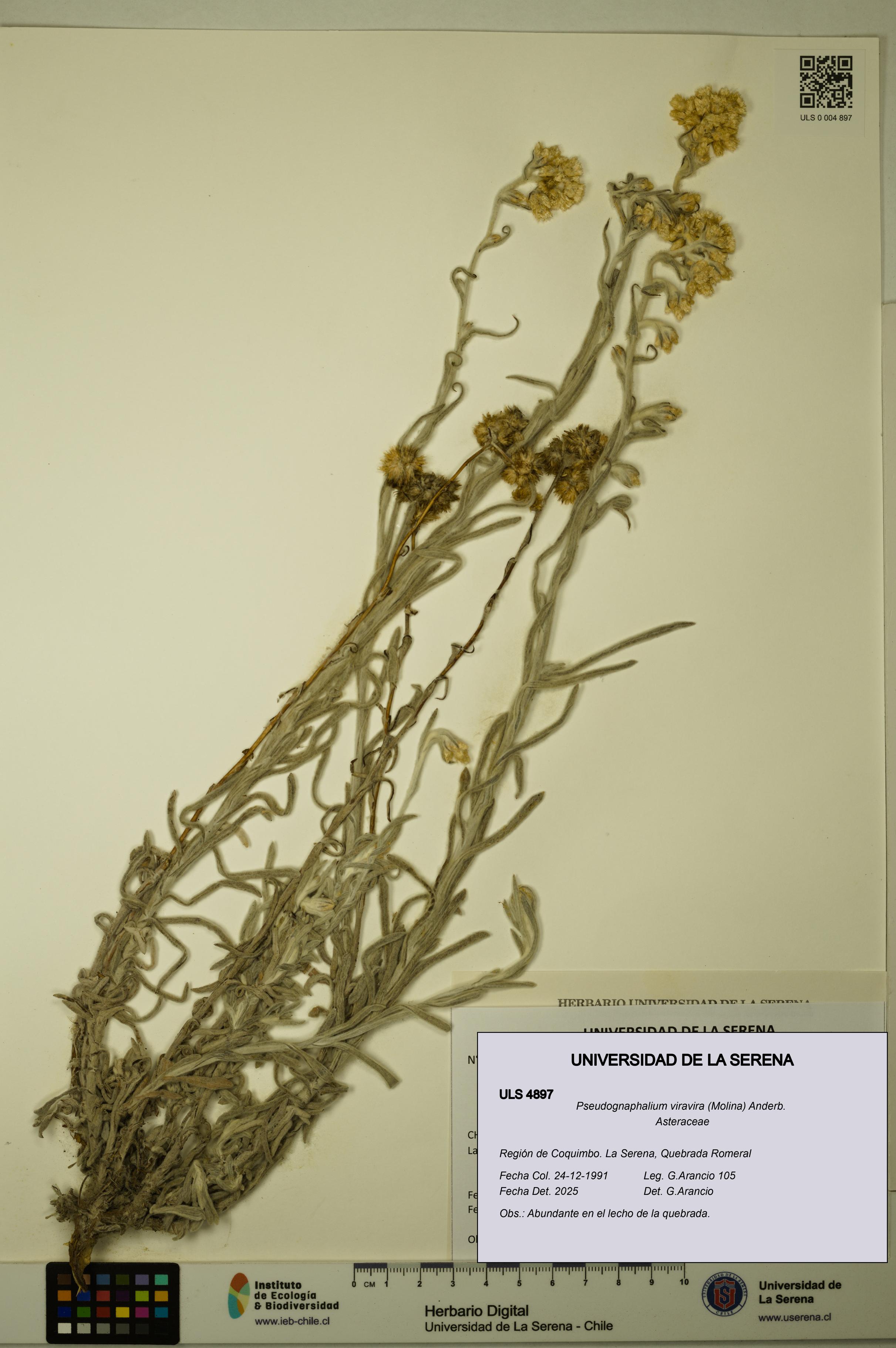 Pseudognaphalium viravira [Espécimen: ULS:ULS:0004897]