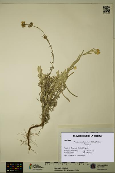 Pseudognaphalium viravira [Espécimen: ULS:ULS:0004898]