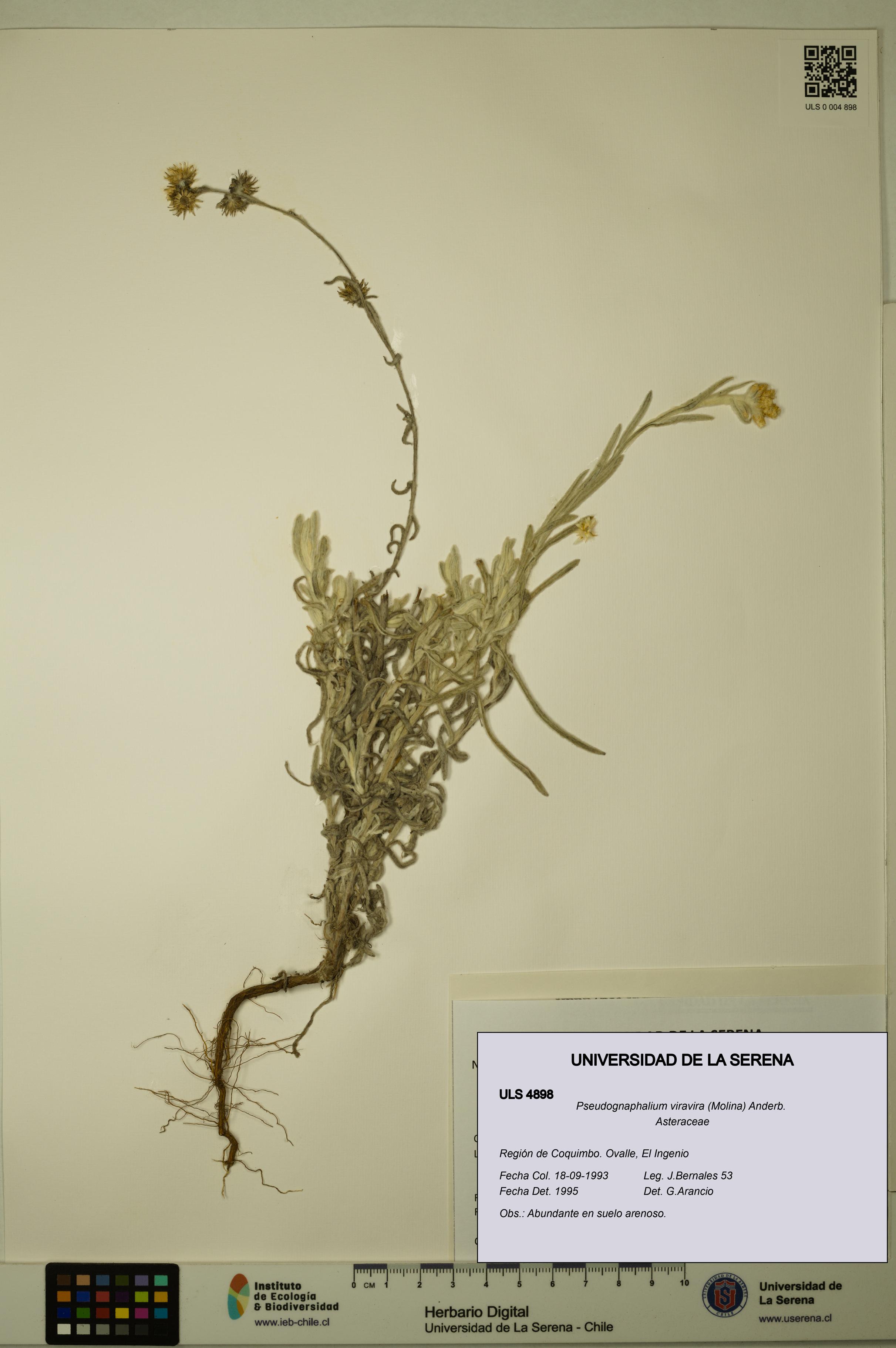 Pseudognaphalium viravira [Espécimen: ULS:ULS:0004898]