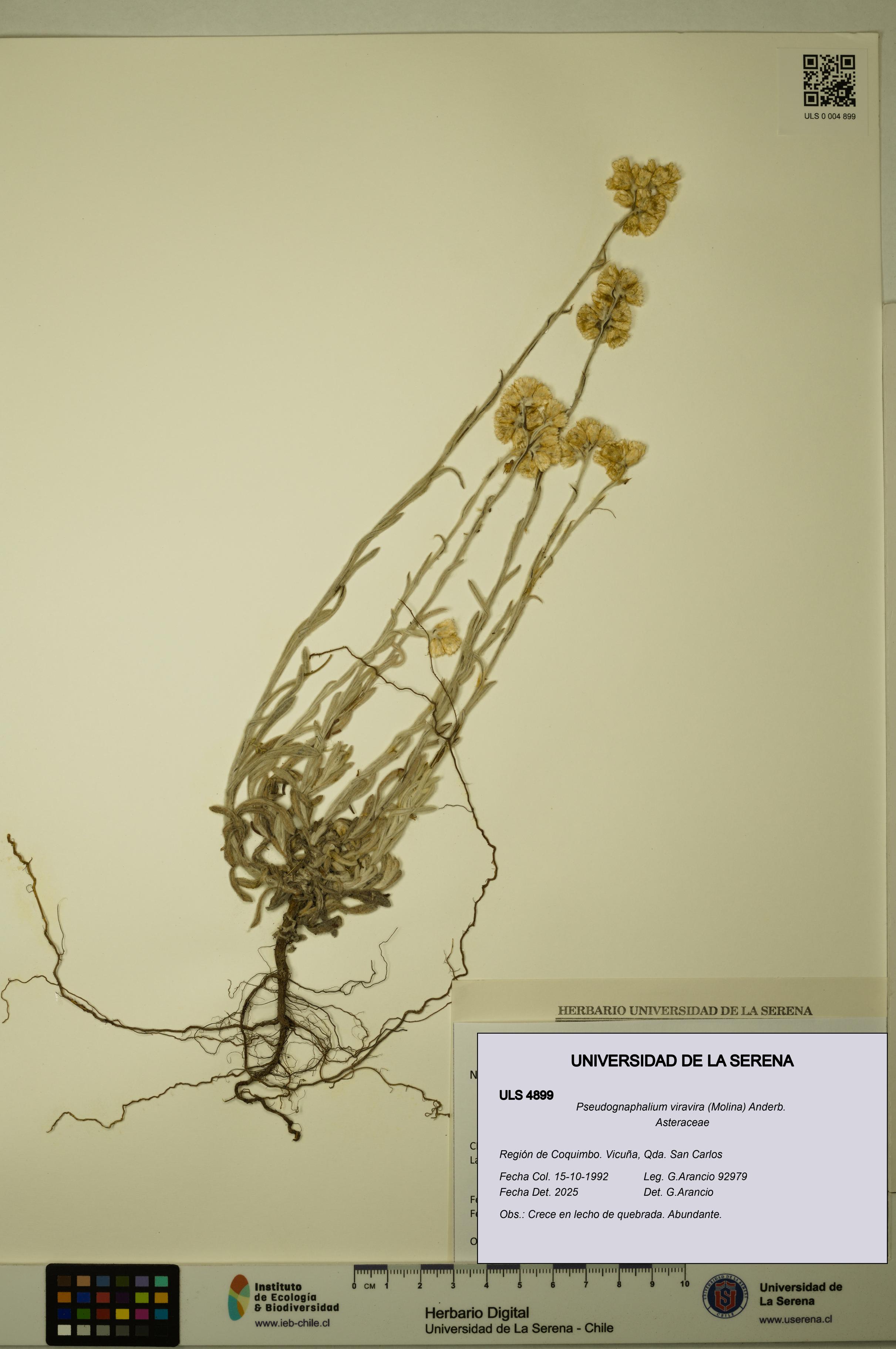 Pseudognaphalium viravira [Espécimen: ULS:ULS:0004899]