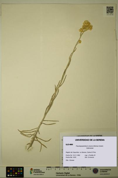 Pseudognaphalium viravira [Espécimen: ULS:ULS:0004900]