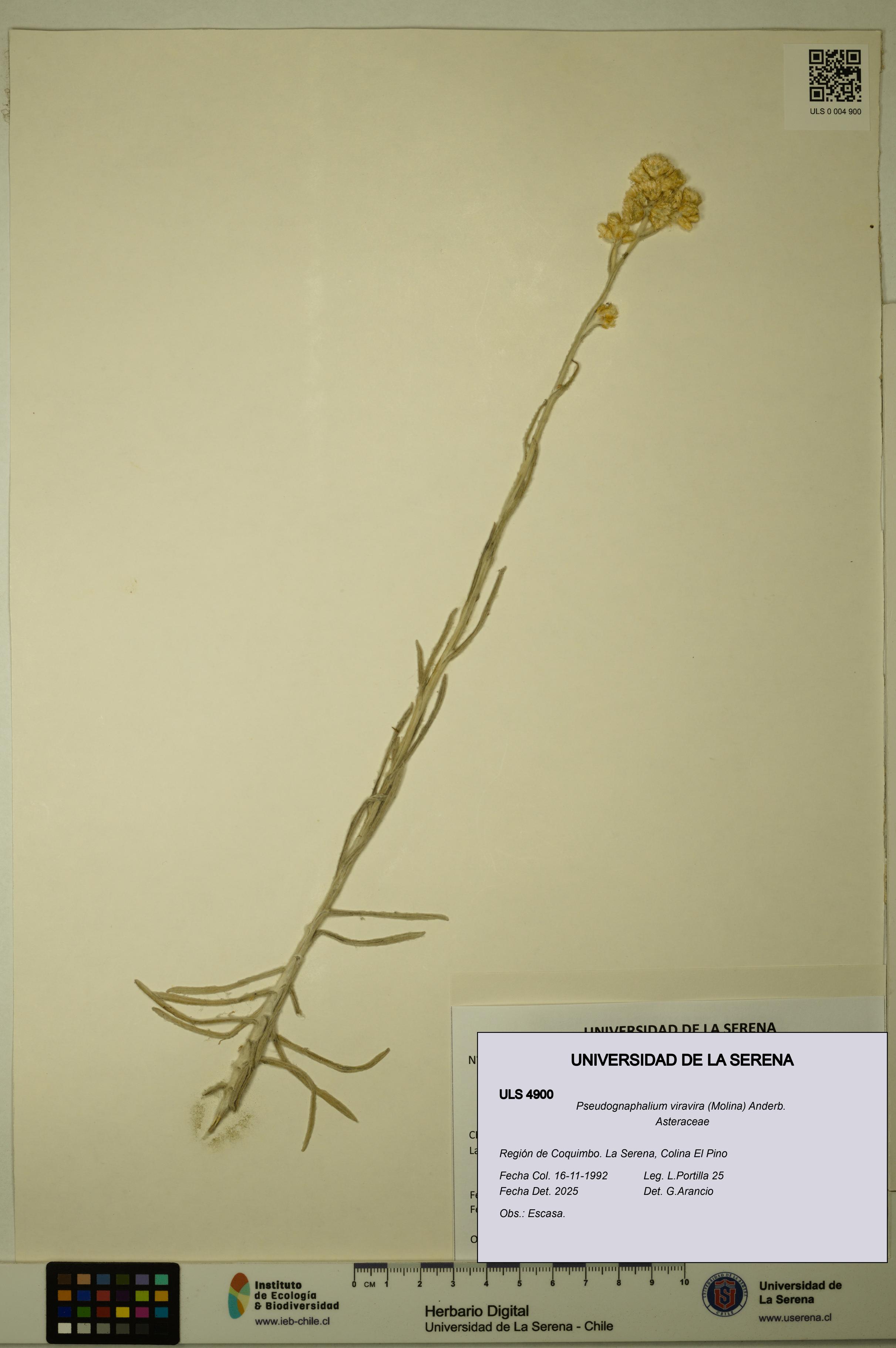 Pseudognaphalium viravira [Espécimen: ULS:ULS:0004900]