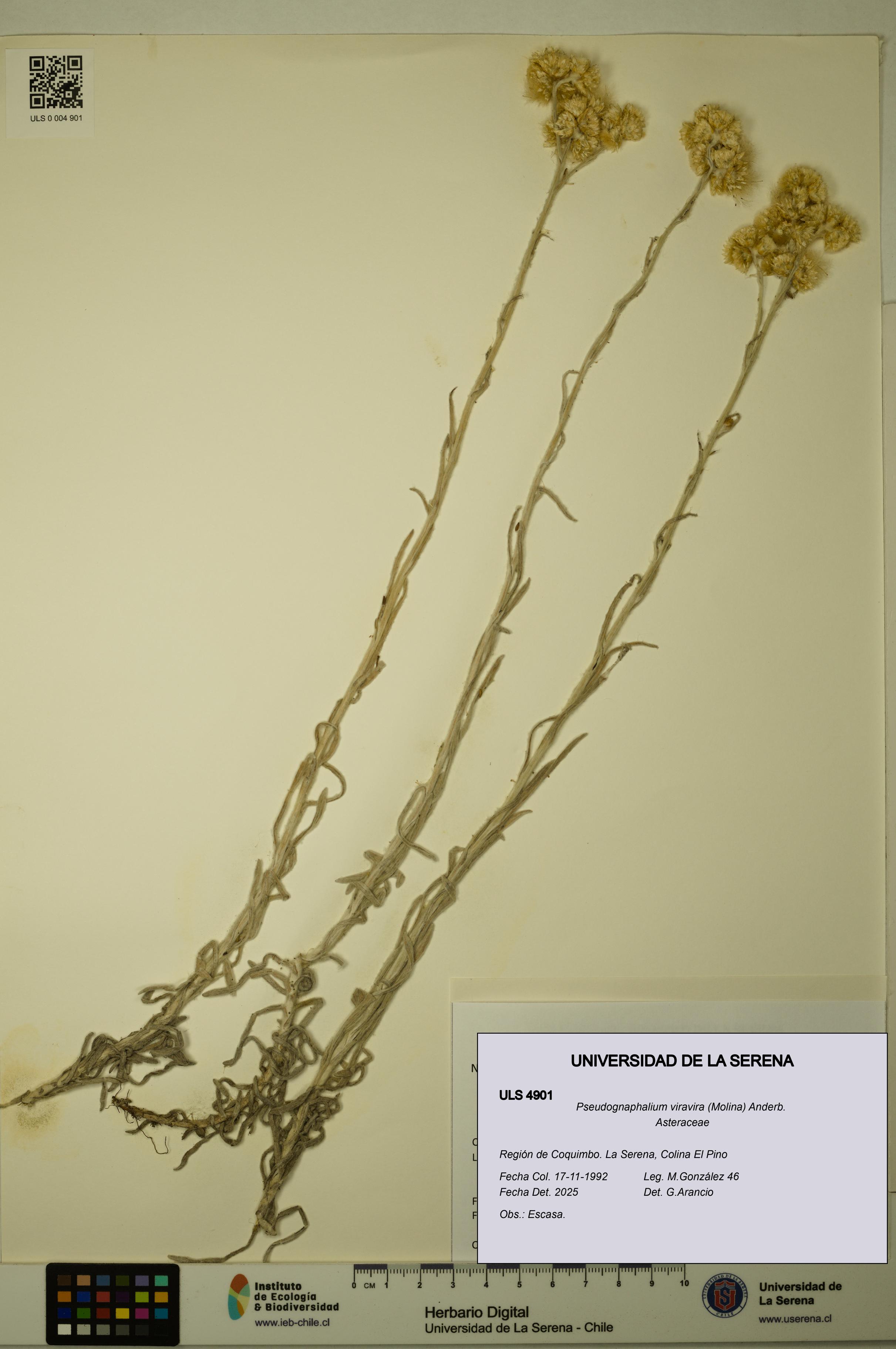 Pseudognaphalium viravira [Espécimen: ULS:ULS:0004901]