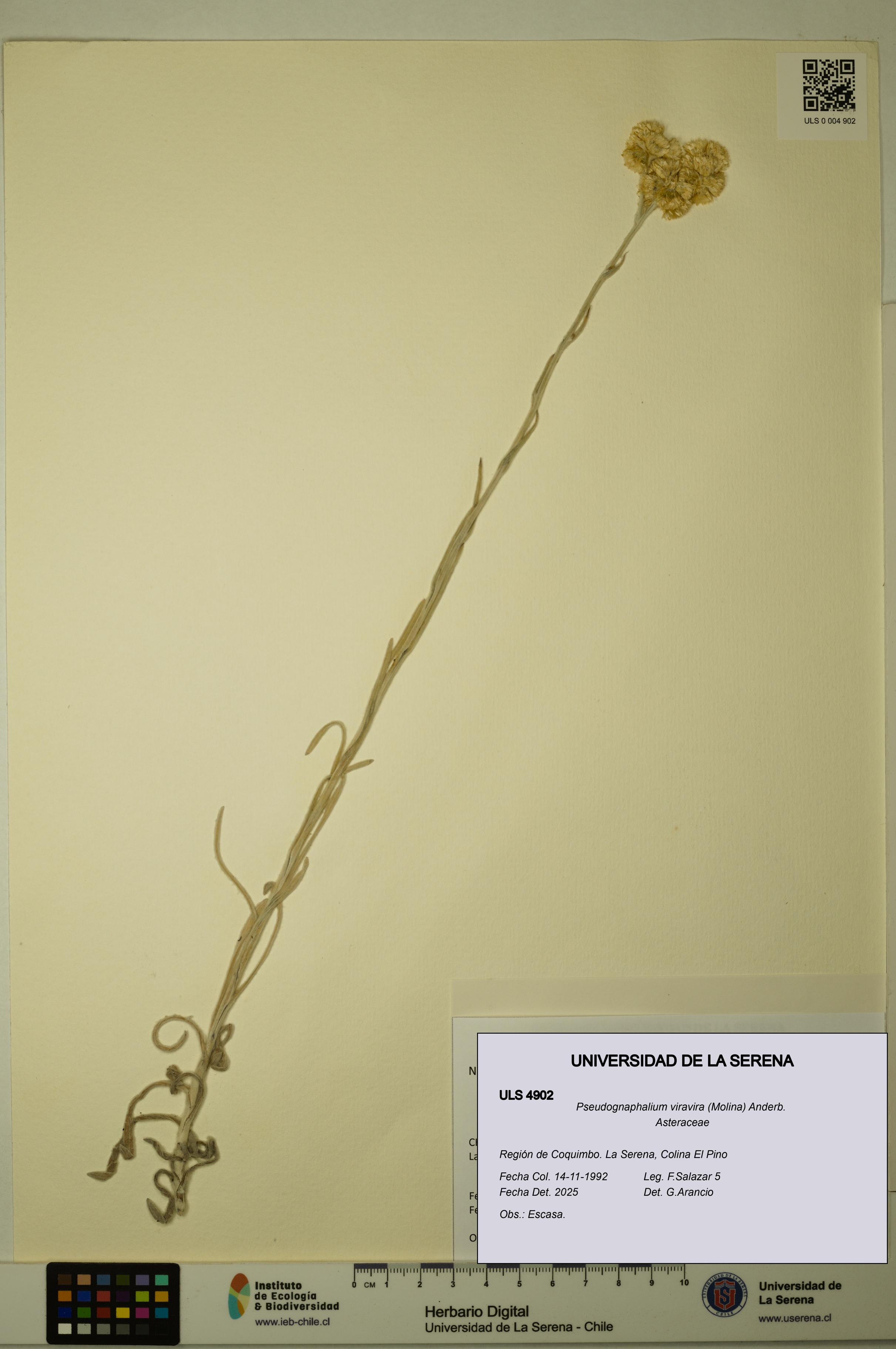 Pseudognaphalium viravira [Espécimen: ULS:ULS:0004902]