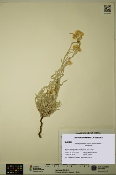 Pseudognaphalium viravira [Espécimen: ULS:ULS:0004903]