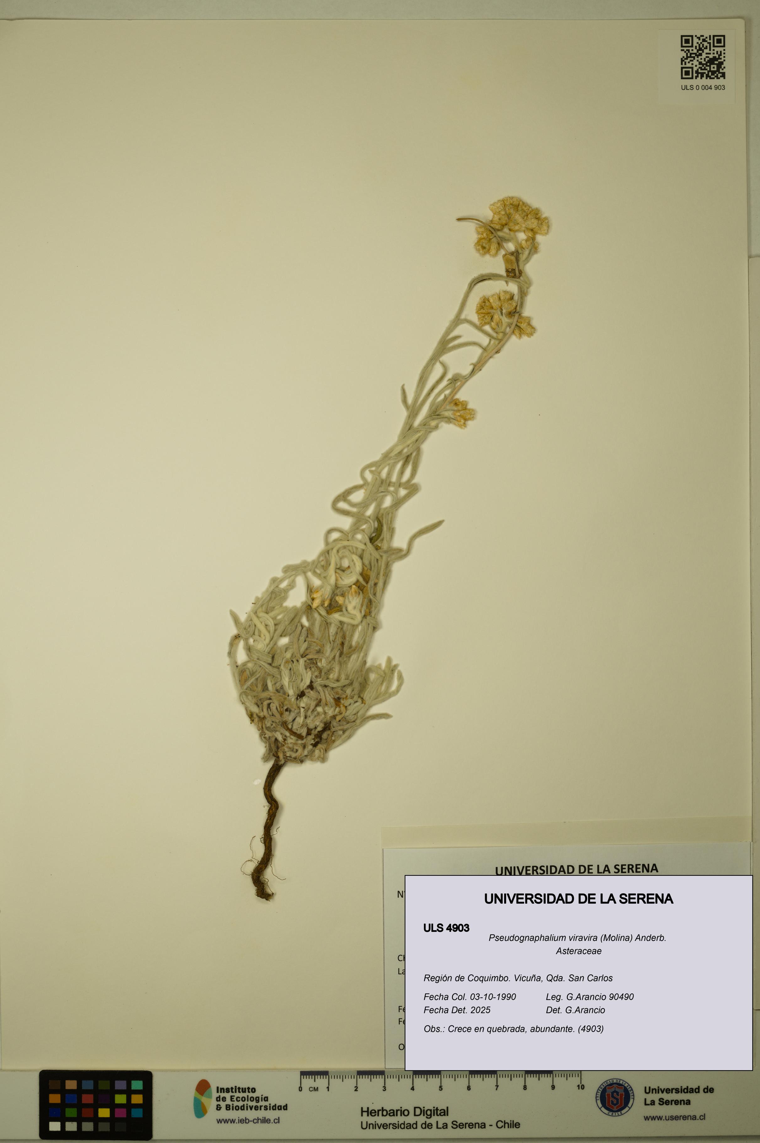 Pseudognaphalium viravira [Espécimen: ULS:ULS:0004903]